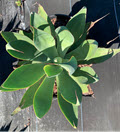 Blue Flame Agave